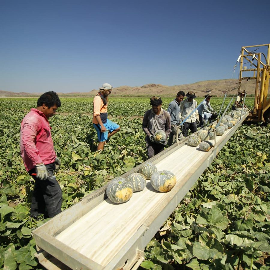 Ceres Farm workers picking Japanese pumpkins onto a harvest conveyor in the field