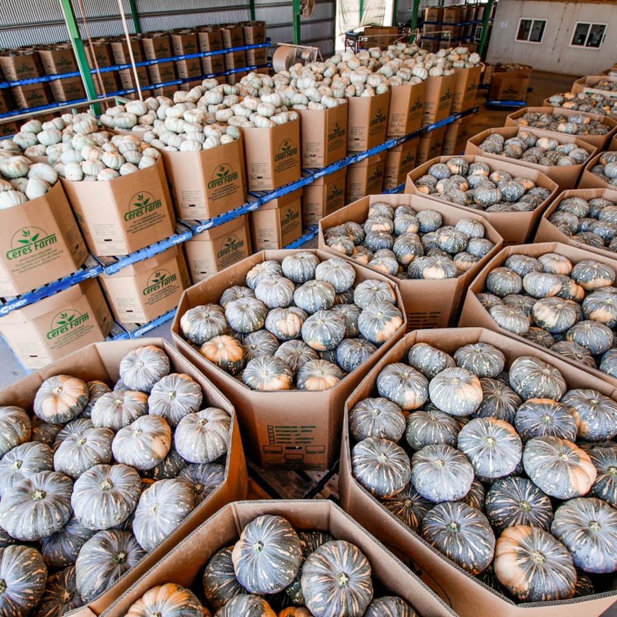 Cartons and bulk bins of freshly packed pumpkins stacked in the Ceres Farm packing shed