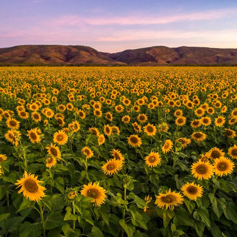 A field of sunflowers in full bloom at dusk with the Kimberley ranges behind