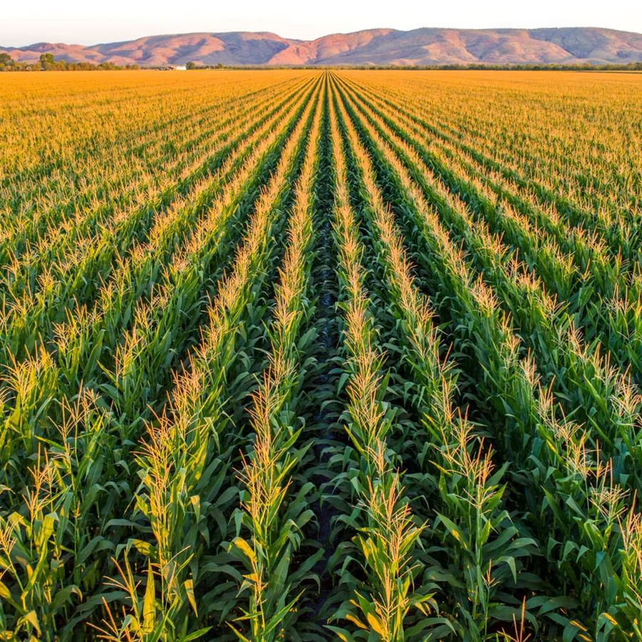 Rows of tasselling maize stretching to the Kimberley ranges at Ceres Farm