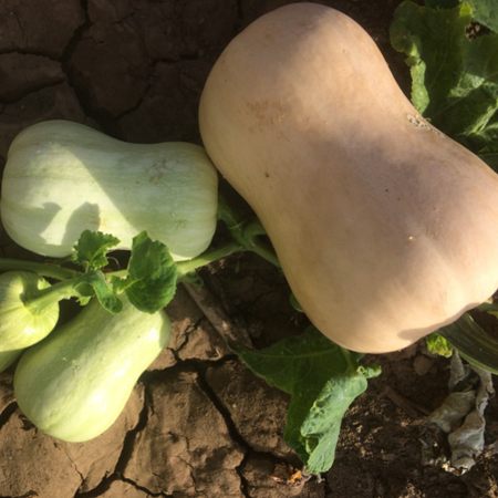 Butternut pumpkins ripening on the vine in the field