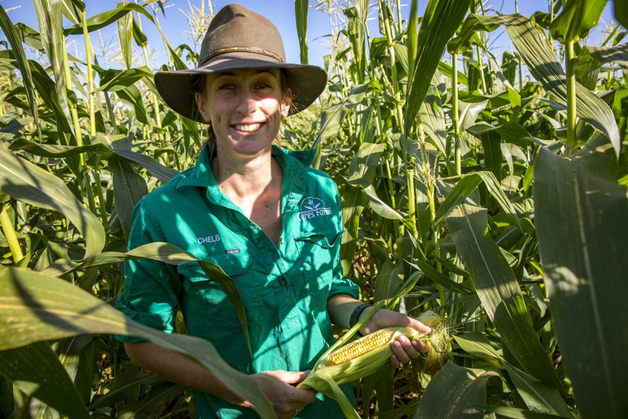 A Ceres Farm team member in a wide-brimmed hat holding a cob of corn in a maize crop