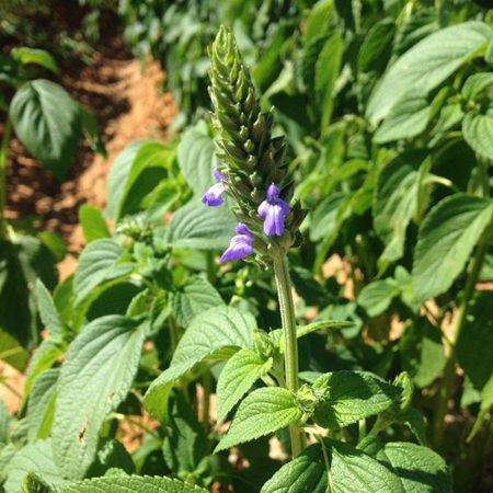 A chia plant in flower with purple blooms in the crop