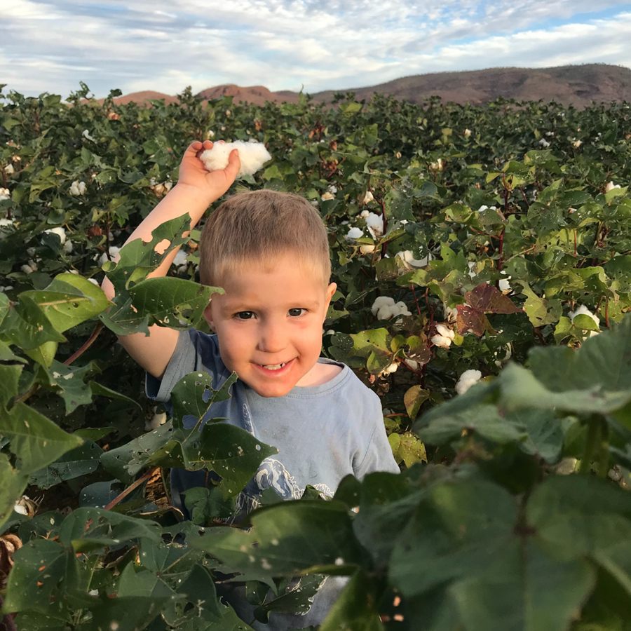 A young boy holding up a cotton boll in a cotton crop with the Kimberley ranges behind