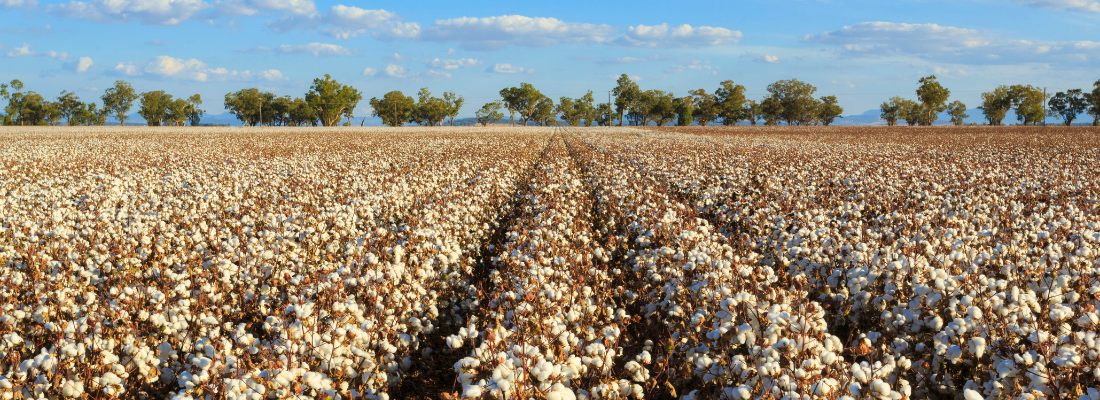 Rows of open cotton bolls ready for harvest under a blue sky