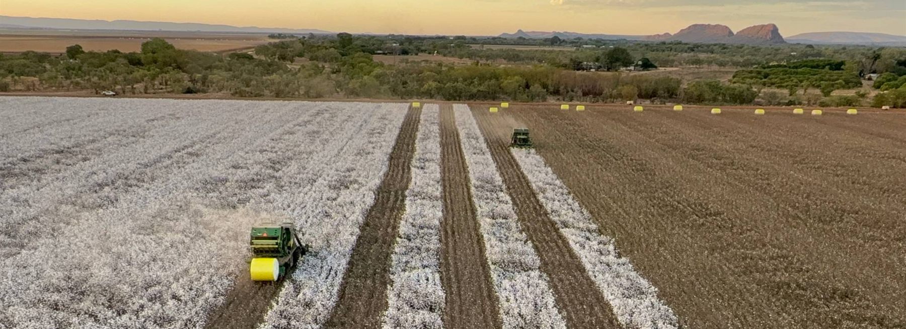 Aerial view of two cotton pickers harvesting rows of white cotton at Ceres Farm at sunset, with round bales lined up along the headland and the Kimberley ranges behind