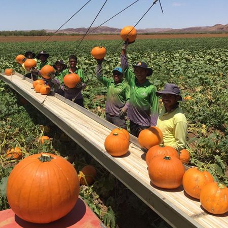 Ceres Farm workers holding up Halloween pumpkins beside a harvest conveyor in the pumpkin field