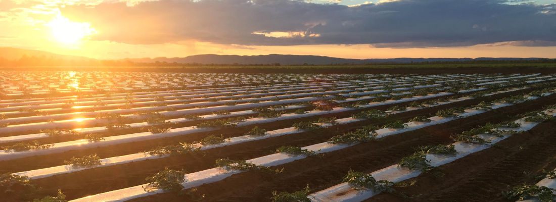 Sunset over long rows of young plants at Ceres Farm