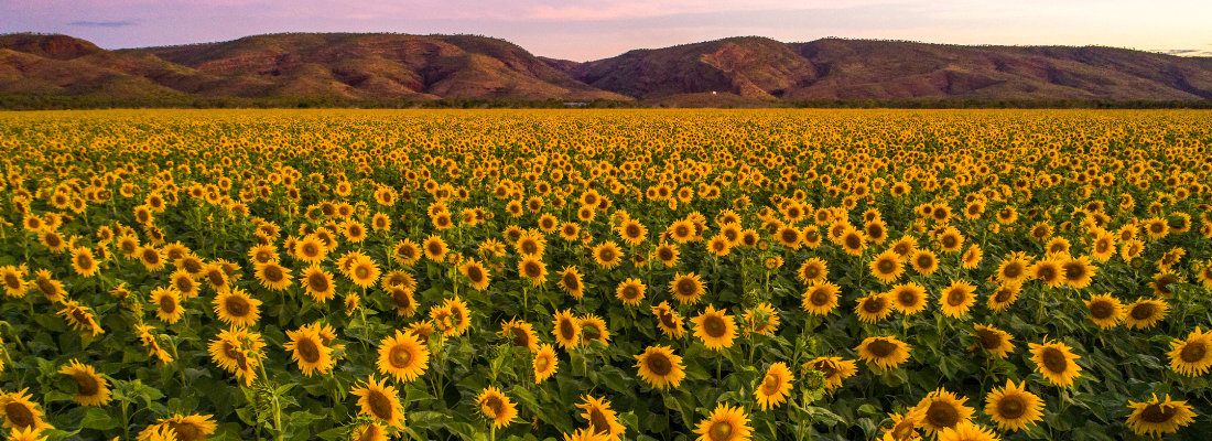 A field of sunflowers in full bloom at Ceres Farm at dusk with the Kimberley ranges behind