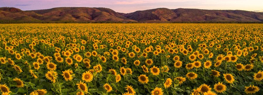 A field of sunflowers in full bloom at Ceres Farm at dusk with the Kimberley ranges behind