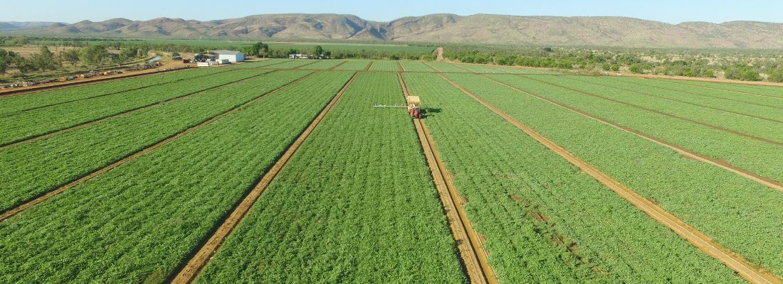 Aerial view of irrigated green crop rows at Ceres Farm with the Kimberley ranges in the distance