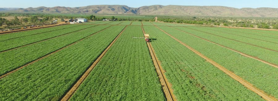 Aerial view of irrigated green crop rows at Ceres Farm with the Kimberley ranges in the distance