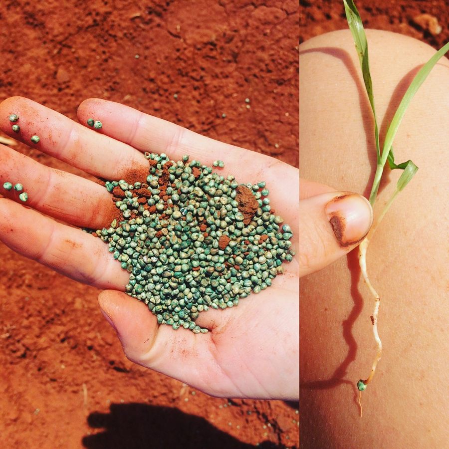 Coated crop seed held in a hand, and a young seedling with its roots, against red Kimberley soil