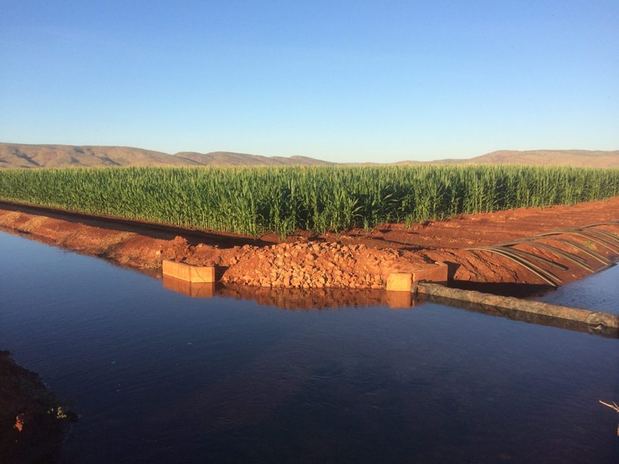 A maize crop beside a water-filled irrigation channel at Ceres Farm, with the ranges behind