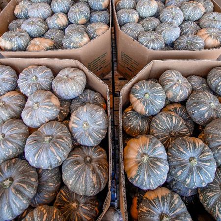 Cartons packed with Japanese/Kent pumpkins