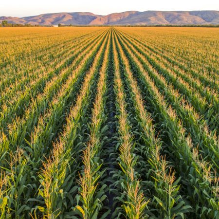 Rows of tasselling maize at Ceres Farm with the Kimberley ranges in the distance