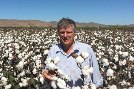 A farmer standing in a cotton crop ready for picking, with the Kimberley ranges behind