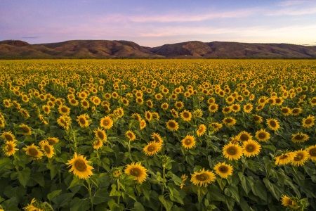 A field of sunflowers in full bloom at dusk below the Kimberley ranges