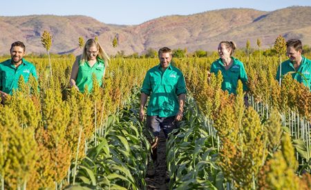 Five Ceres Farm team members walking through a ripe sorghum crop with the ranges behind
