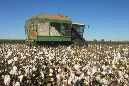 A cotton picker harvesting a cotton crop