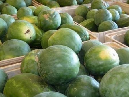 Bins of freshly picked watermelons
