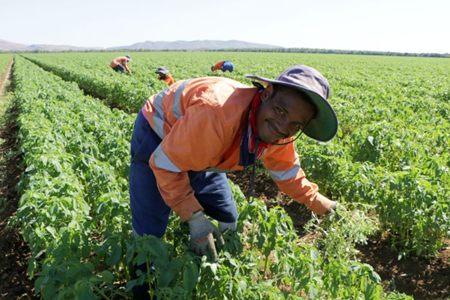 A seasonal worker in a hi-vis shirt and hat working in a crop at Ceres Farm