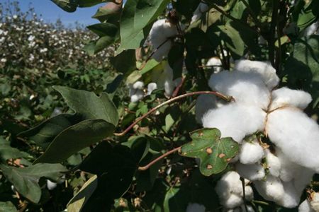 Close-up of open cotton bolls on the plant