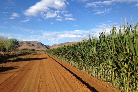A red dirt road running beside a tall maize crop with the Kimberley ranges in the distance