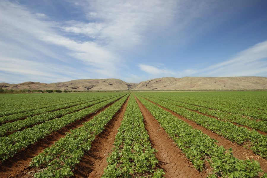 Long rows of young crop seedlings in red soil at Ceres Farm with the ranges behind