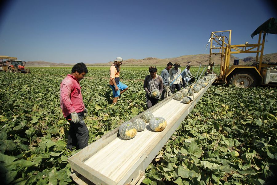Ceres Farm workers picking Japanese pumpkins onto a harvest conveyor in the field