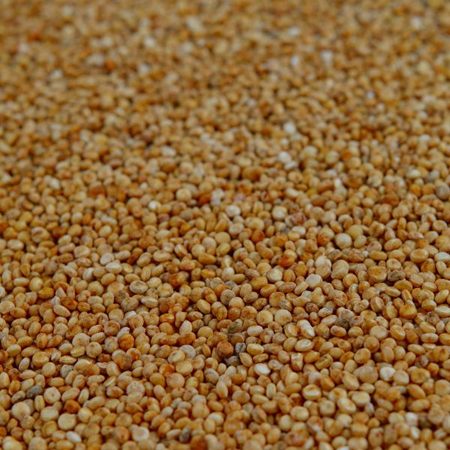Close-up of quinoa seeds