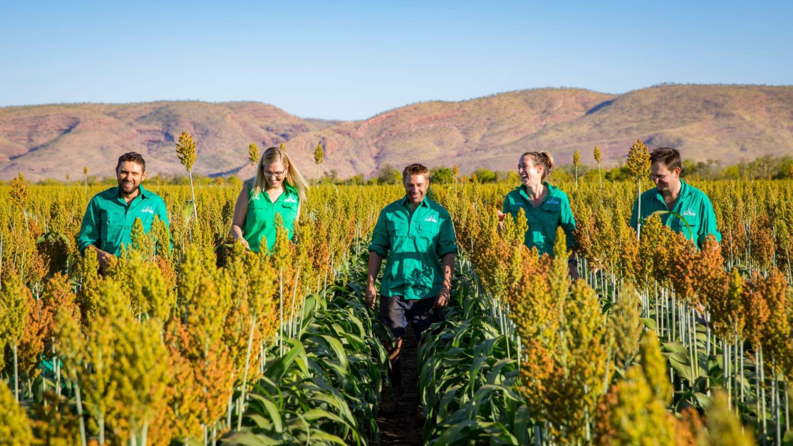 Five Ceres Farm team members in green shirts walking through a ripe sorghum crop with the Kimberley ranges behind