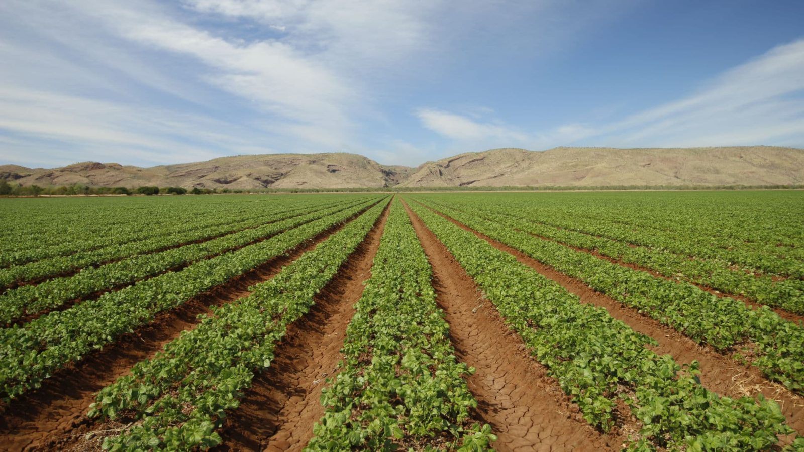 Long straight rows of young crop seedlings in red soil at Ceres Farm, with the Kimberley ranges under a blue sky