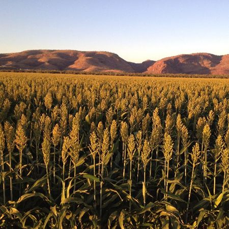 Sorghum heads ripening in a Ceres Farm crop below the Kimberley ranges