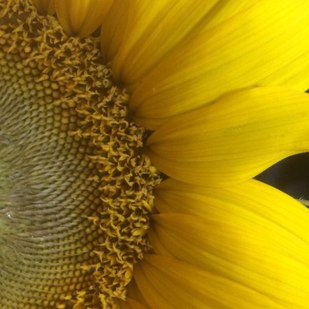 Close-up of a sunflower head and petals